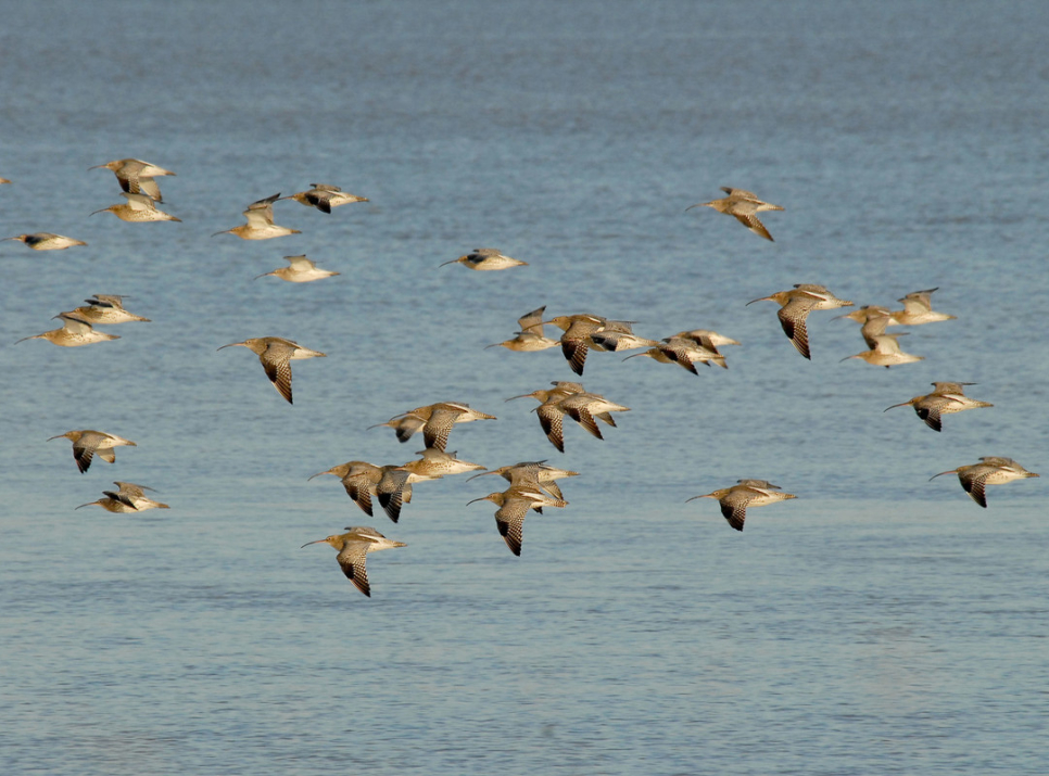 WWT welcomes French curlew decision reversal